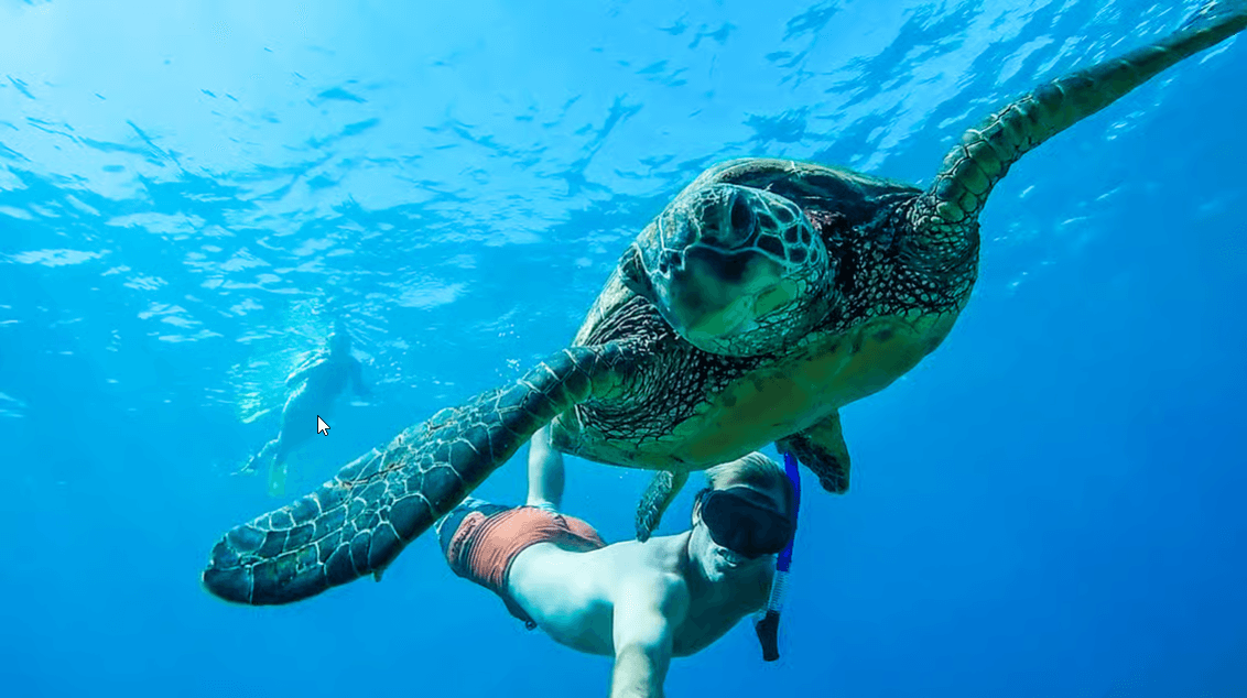 San Juan: Beginner Snorkeling Tour with Turtles and Videos - Photo 2 (Gallery view)