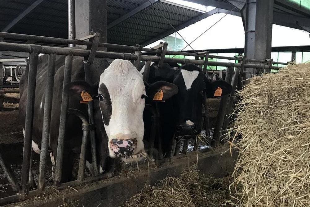 Cheese dairy farm, winery, liqueurs and spirits, ham and sausage factory