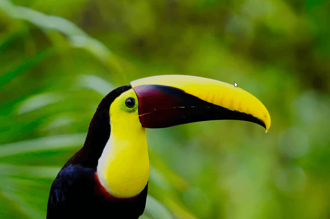 Parc Manuel Antonio : visite guidée à pied avec un naturaliste - Photo 2 (Gallery view)