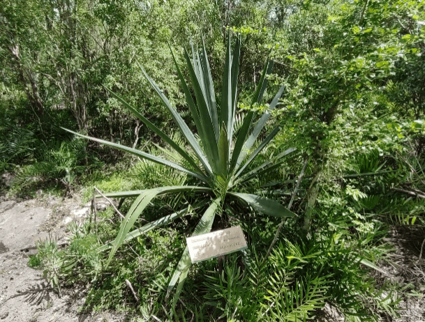 Bayahibe: National Park Jungle Walk & Snorkeling in Cenotes - Photo 5 (Gallery view)
