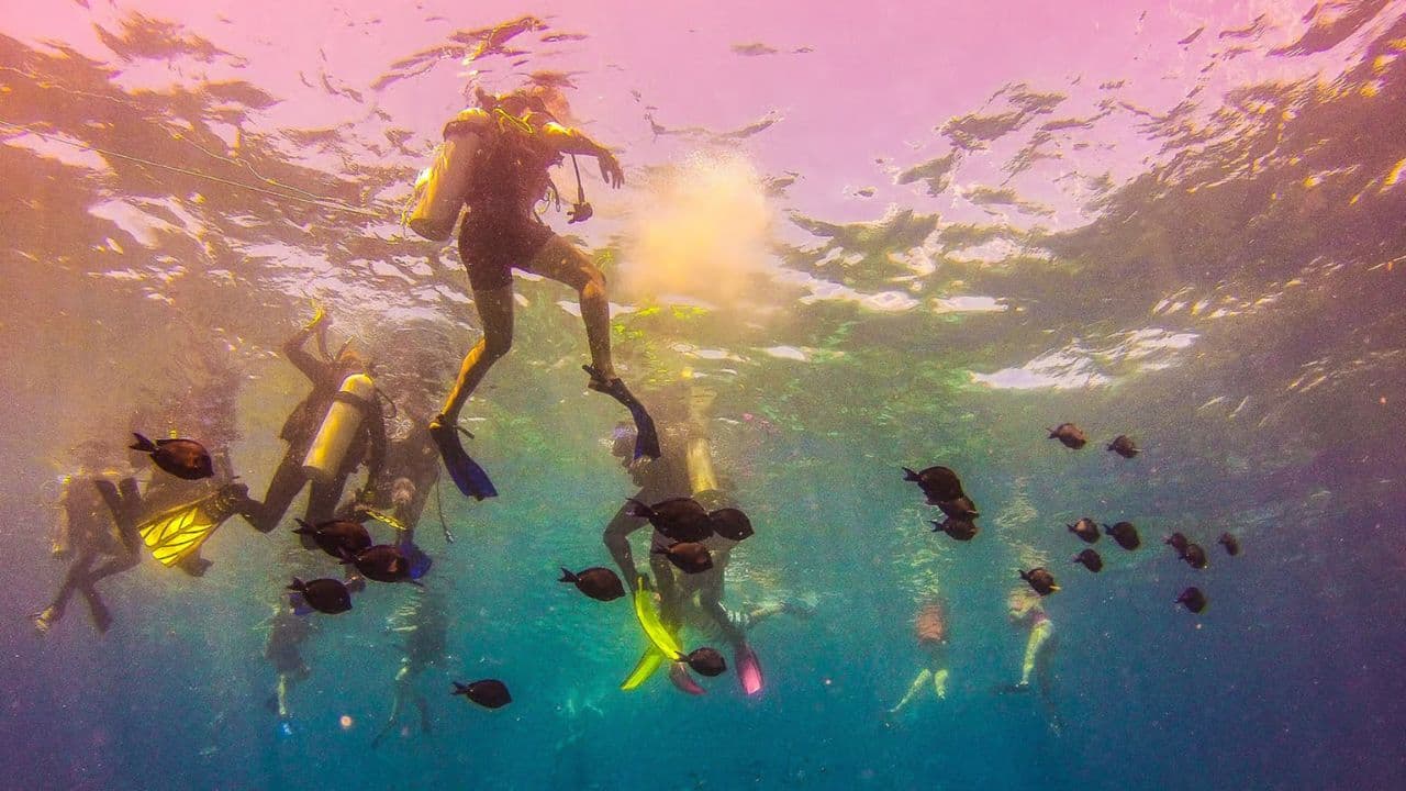 Catalina island snorkel with Food and drinks (Full Day)