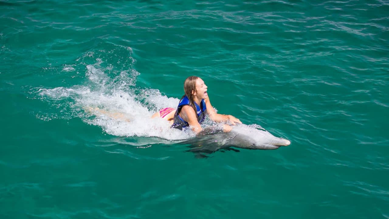 Punta Cana: Dolphin Discovery Swims and Encounters