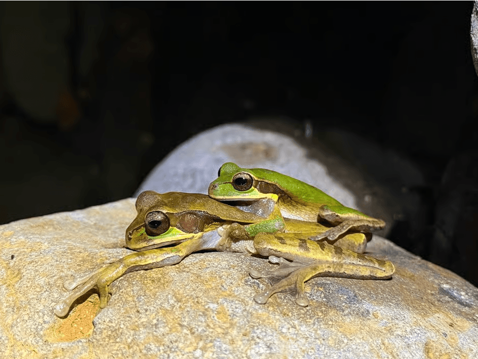 Nachtspaziergang in La Fortuna: Faultiere, Frösche und Wildtiere - Photo 3 (Gallery view)