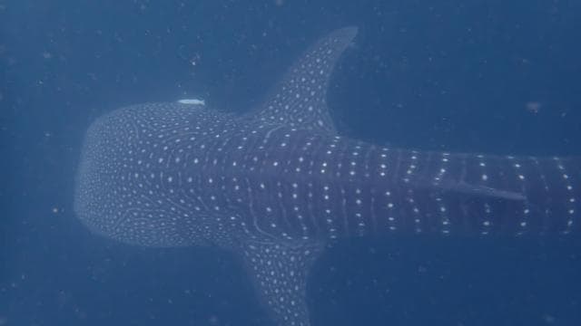 Golfito, Costa Rica: PADI Open Water Diver Certification