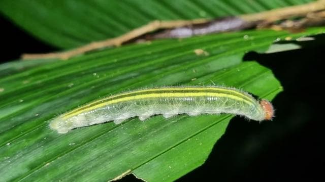 Night Tour Rainforest Guided Tour: la fortuna