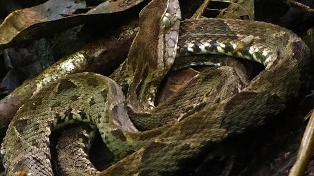 Manuel Antonio: Wildlife and Beach Tour in National Park