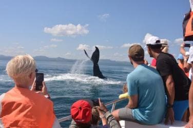 From Samaná: Whale Watching and Cayo Levantado Island Tour - Photo 3 (Gallery view)