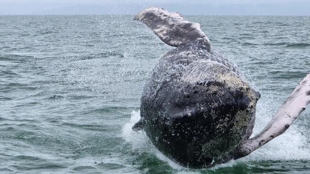 Uvita: Whale Watching Tour in Marino Ballena National Park