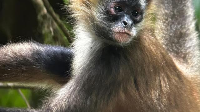 Monteverde: Exploration of the Cloud Forest - Photo 5 (Gallery view)