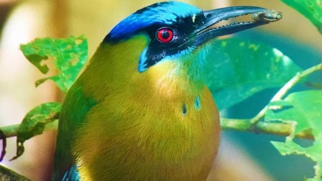 Manuel Antonio: Wildlife and Beach Tour in National Park