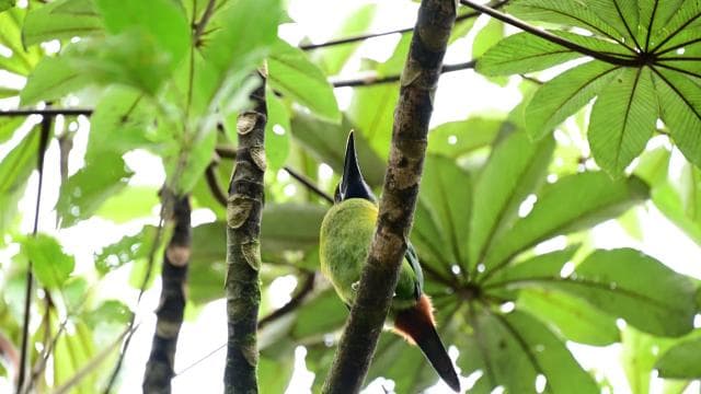 Immerse yourself in the magic of the Monteverde Cloud Forest