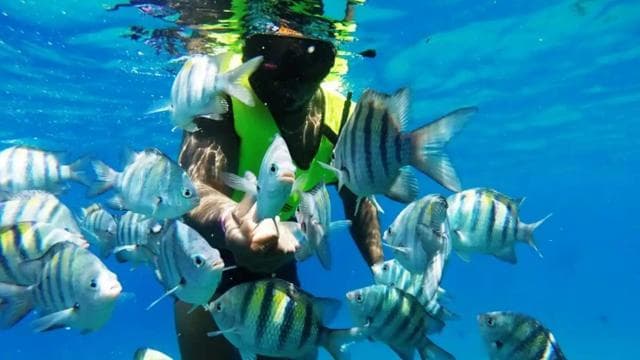Catalina Island: Day Trip - Best Snorkeling! - Photo 2 (Gallery view)