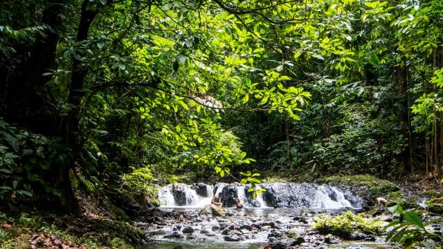 Corcovado National Park: San Pedrillo Station Day Tour
