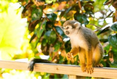 Butterfly Garden Plus Monkey Land nan Puerto Plata - Photo 3 (Gallery view)