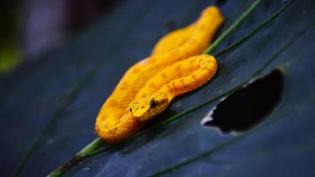 Tortuguero: Jaguar Trail Guided Hike "Feel the Rainforest"