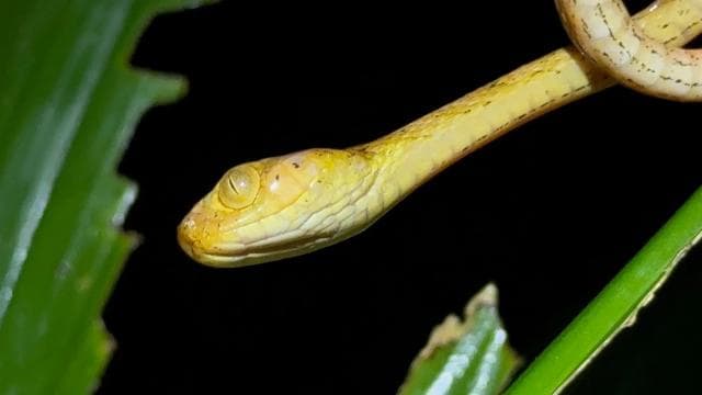 Manuel Antonio: Jungle Night Tour and Buttlerfly Garden