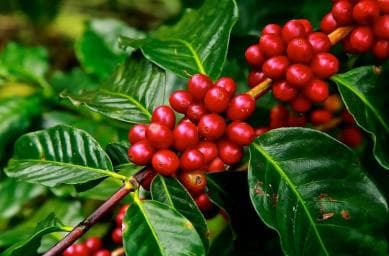 Los Haitises: Cacao & Coffee Rainforest Hike/Boat Tour