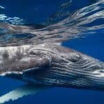 Samana: Whale Watching and Cayo Levantado Full Day Tour - Dominican Republic