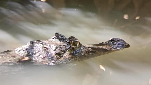 Cahuita: National Park Wildlife & Sightseeing Guided Tour