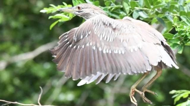 Papagayo Gulf: Palo Verde National Park Boat Tour