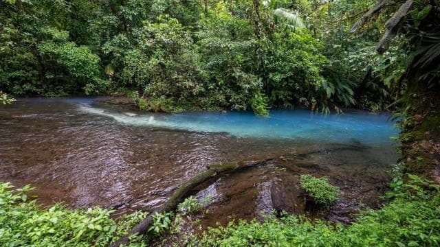 La Fortuna Town: Rio Celeste and Tenorio National Park Tour