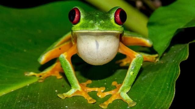 Manuel Antonio: Rainmaker Park Night Tour with Dinner - Photo 5 (Gallery view)