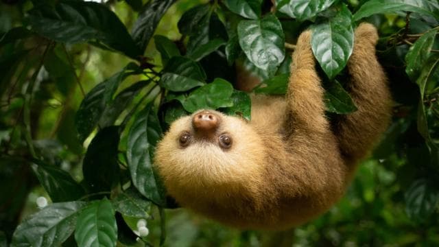 Uvita: Terraba Sierpe Wildlife Mangrove Kayak Tour CostaRica