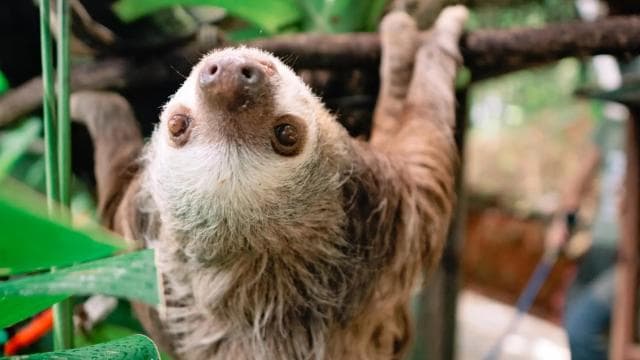 Manuel Antonio: Volunteer for a Day at a Wildlife Sanctuary