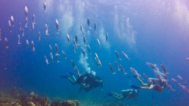 Tour di immersioni subacquee all'Isola Catalina da Punta Cana - Photo 5 (Gallery view)