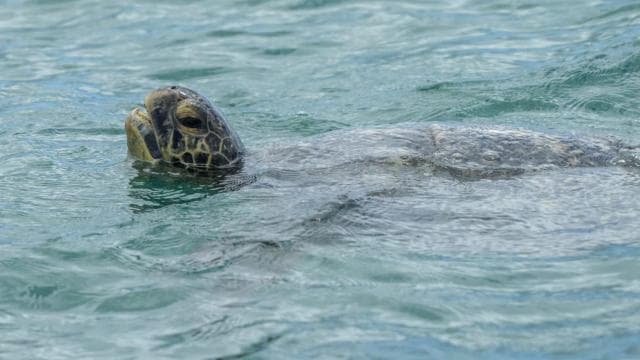 Marino Ballena National Park: Whale and Dolphin Watching - Photo 4 (Gallery view)