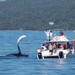 Samana: Bay of Samana Whale Watching Experience