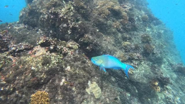 Cano Island Snorkeling Tour from Uvita