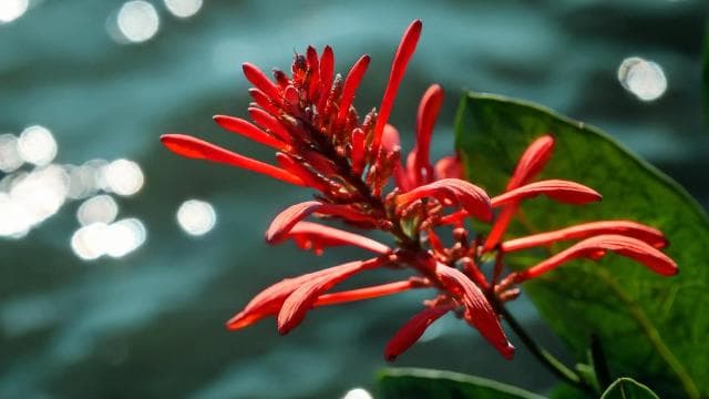 Discover a Hidden Paradise & Learn about Plants.