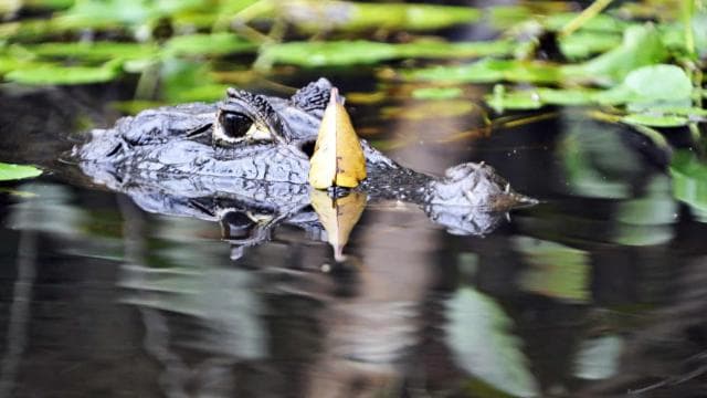From San Jose: 3-Day Tortuguero National Park Excursion