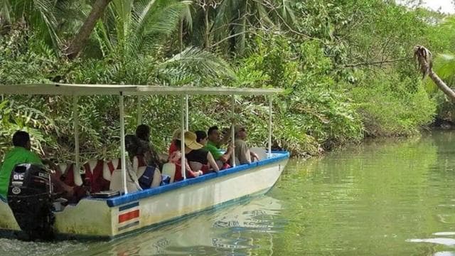 Damas Island: Mangrove Boat Tour