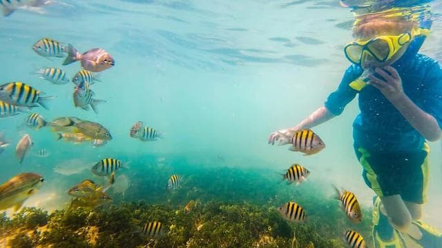 Playa Mantas: Morning Guided Snorkeling Tour Near Jaco Beach