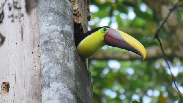 Bird Watching at Juan Castro Blanco National Park