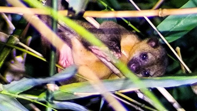 Manuel Antonio: Shared Night Tour Forest Experience