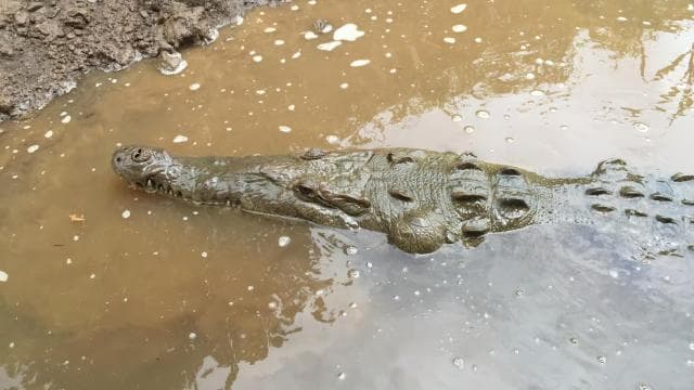 1 hour 45 minutes Crocodile Adventure Tour in Tarcoles River