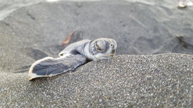 TURTLE WATCHING IN TORTUGUERO COSTA RICA