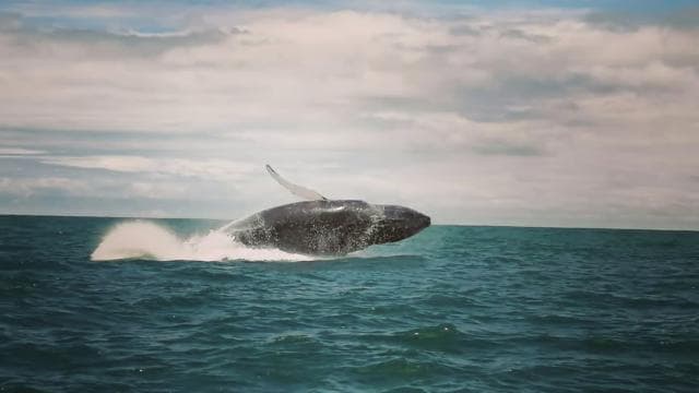 Uvita: Whale & Dolphin Watching Boat Trip w/ Drinks & Snacks - Photo 4 (Gallery view)