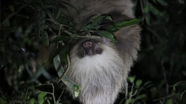 Monteverde: Guided Night Walk In Monteverde