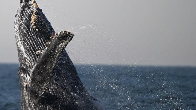 Marino Ballena National Park: Whale Watching In Uvita - Photo 3 (Gallery view)