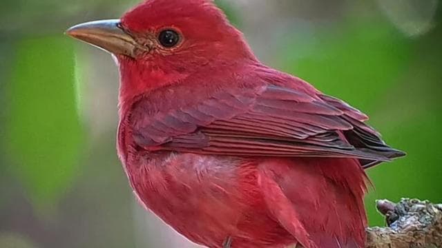Monteverde: Nature walk in Curicancha Reserve