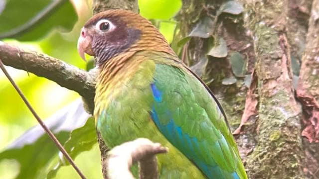 Monteverde cloud forest preserve tours