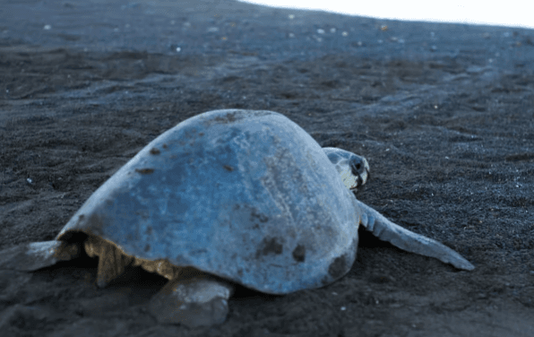 Tortuguero: Turtle Nesting Night Tour - Photo 2 (Gallery view)