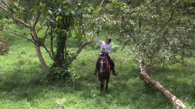 Private Horseback Riding - Río Celeste