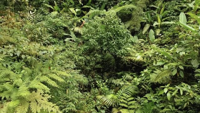 Santa Elena: Private Guided Walk in the Cloud Forest Reserve