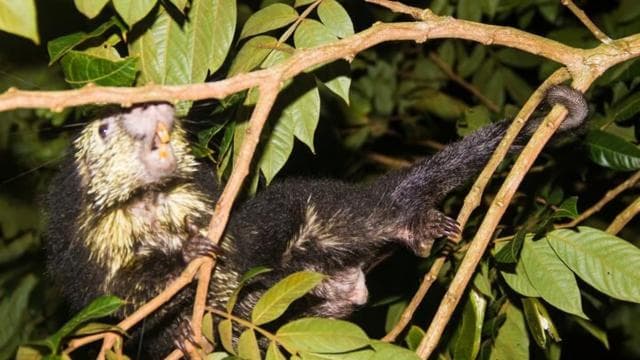 Monteverde: tour notturno privato con incontri con la fauna selvatica - Photo 2 (Gallery view)