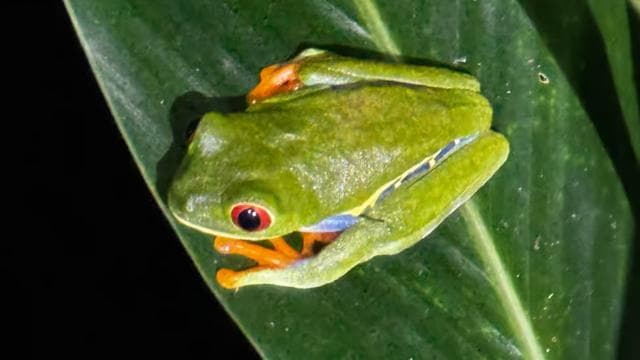 Limon: Night Walk & Rainforest Experience